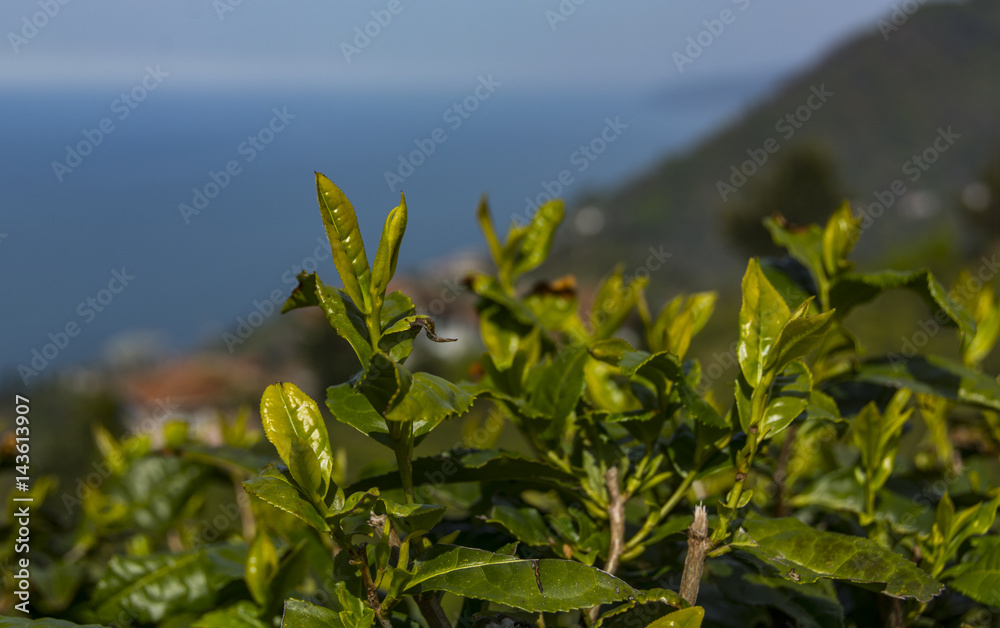 Black sea ,tea garden Black sea ,tea garden