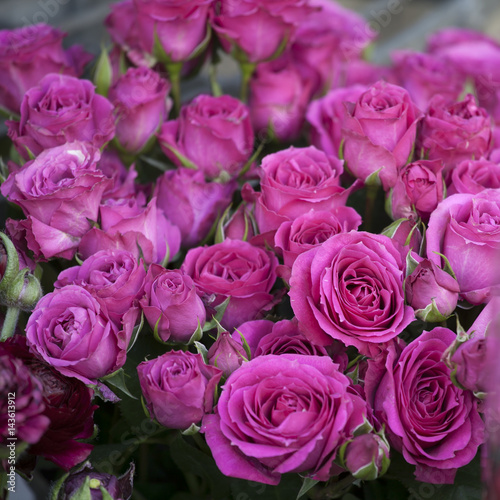 background with pink violet rose