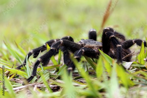 Spider photo