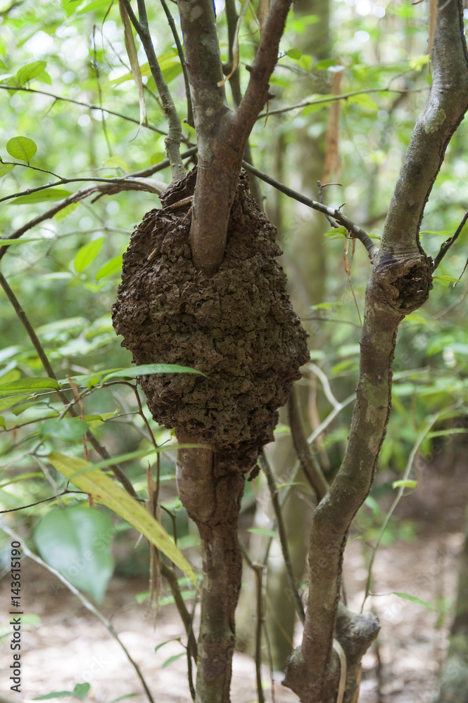 Termite Nest in a Tree. The tree termites build dark brown foraging tunnels and can build their nests in a variety of places including tree branches and trunks. Here is one on an island in Indonesia. Termite Nest in a Tree. The tree termites build dark brown foraging tunnels and can build their nests in a variety of places including tree branches and trunks. Here is one on an island in Indonesia.