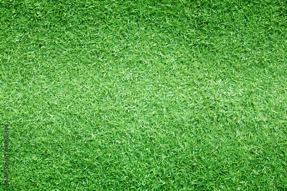 Obraz premium grass background Golf Courses green lawn