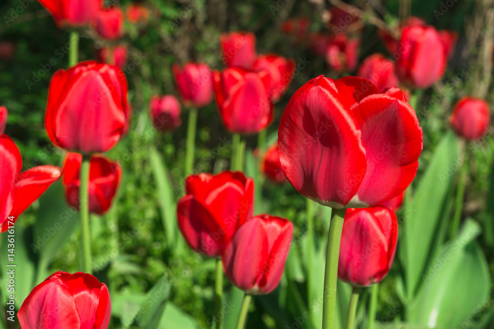 Intensiv rot leuchtende rote Tulpen im direkten Sonnenlicht vor dunklem Hintergrund Intensiv rot leuchtende rote Tulpen im direkten Sonnenlicht vor dunklem Hintergrund