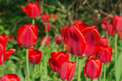 Intensiv rot leuchtende rote Tulpen im direkten Sonnenlicht vor dunklem Hintergrund