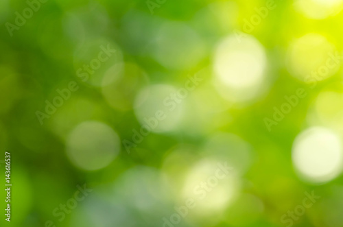beautiful green leaf blur background and sunshine
