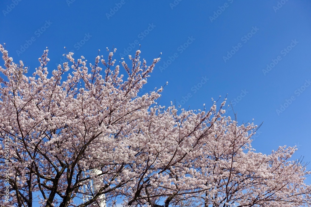 桜