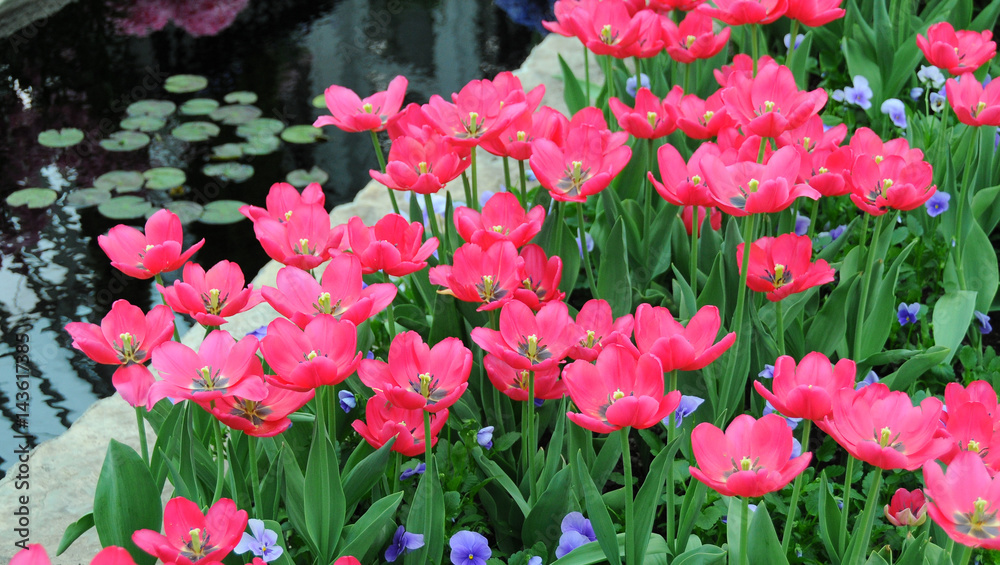 Pink tulips opened 