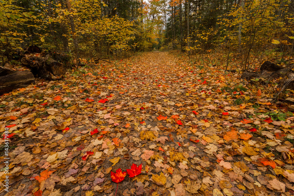 path of autumn leaves path of autumn leaves