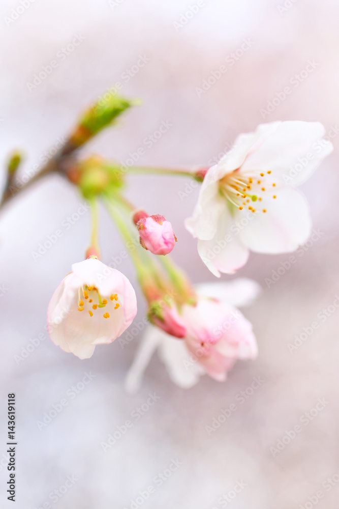 桜