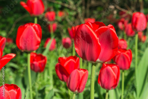 Intensiv rot leuchtende rote Tulpen im direkten Sonnenlicht vor dunklem Hintergrund