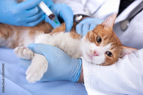 cat vaccine for pre-emptive protection from diseases