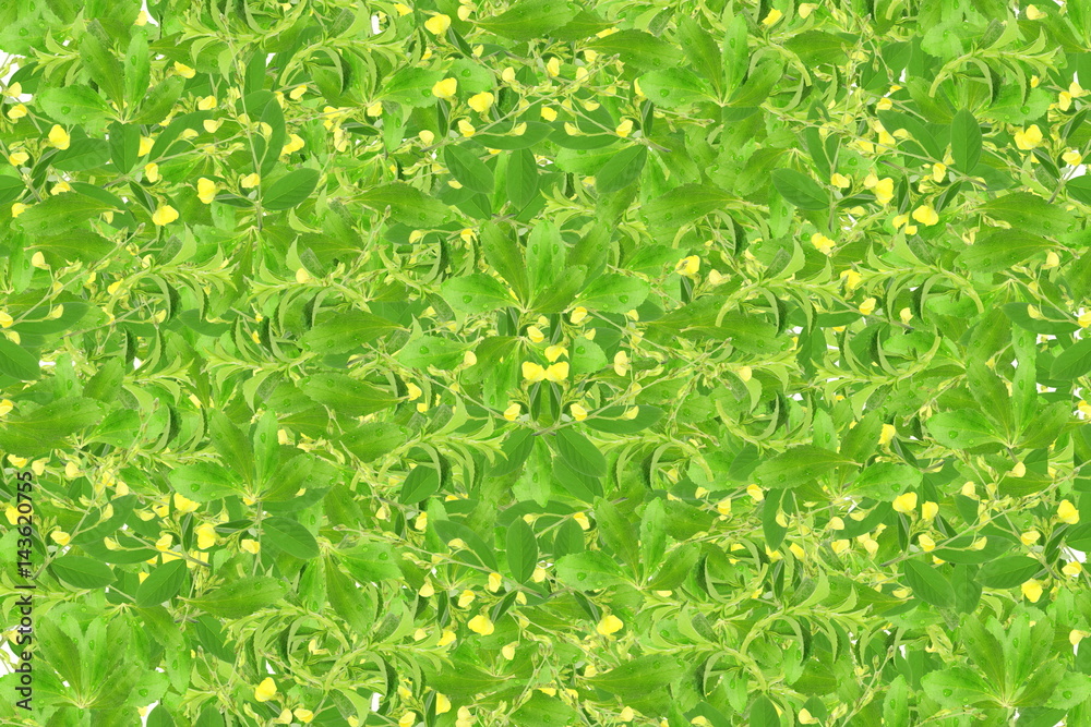 stevia and other plant background for healthy natural food concept stevia and other plant background for healthy natural food concept