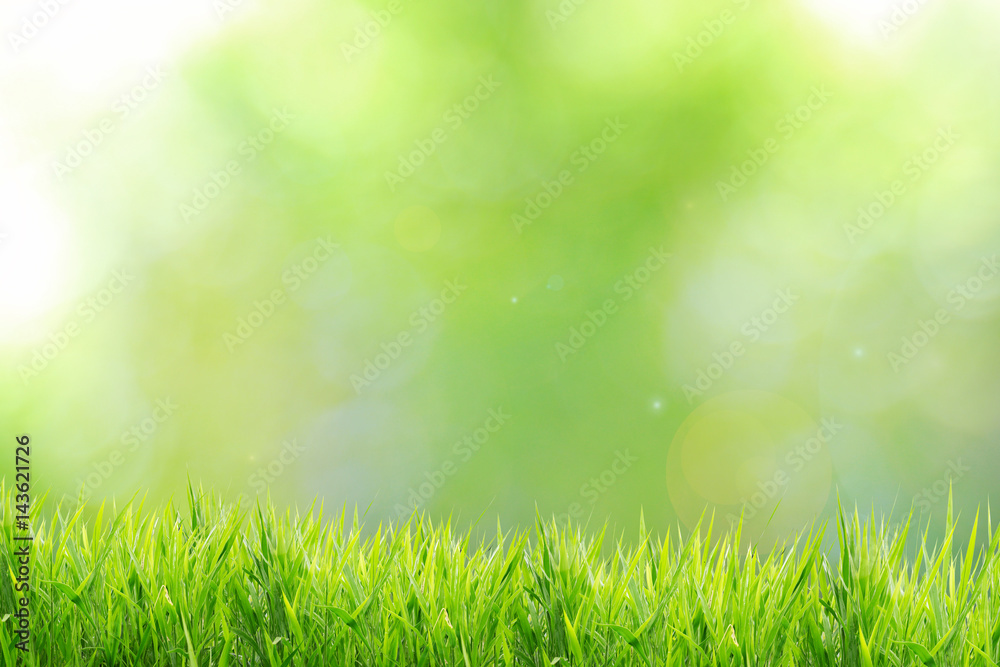Spring or summer and nature grass field with sunny background 