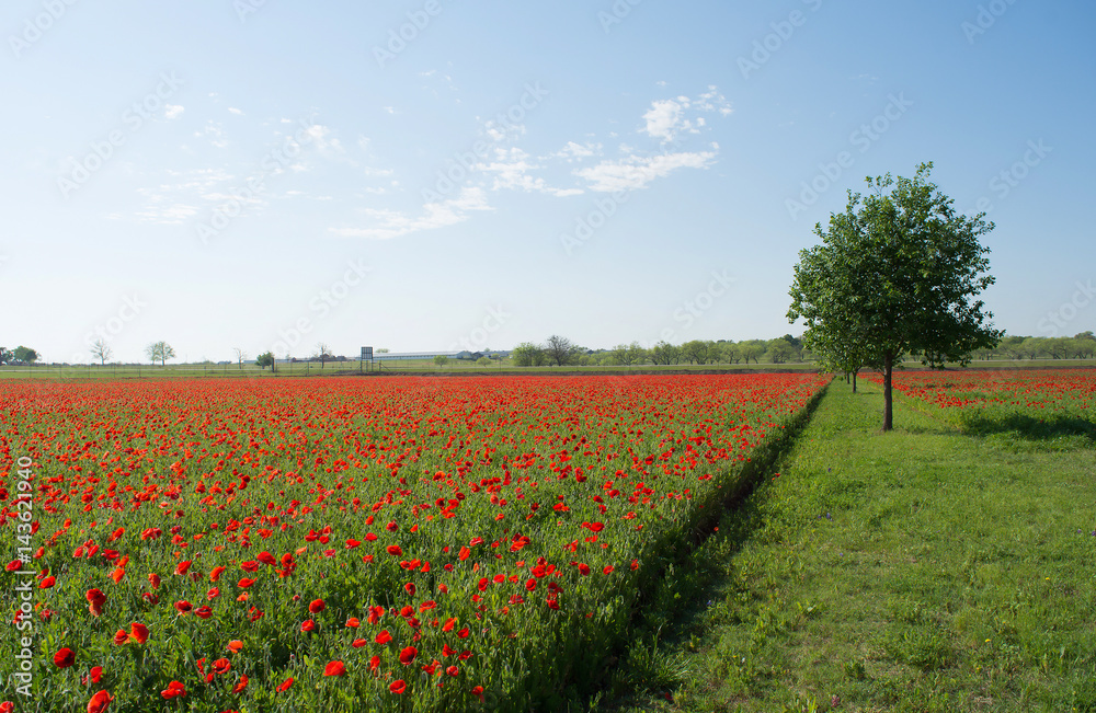 field of red poppies at spring time for background