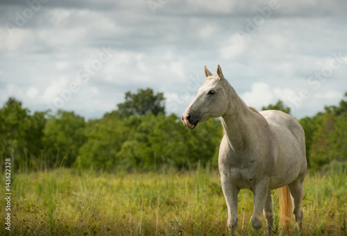 Grey Horse © John