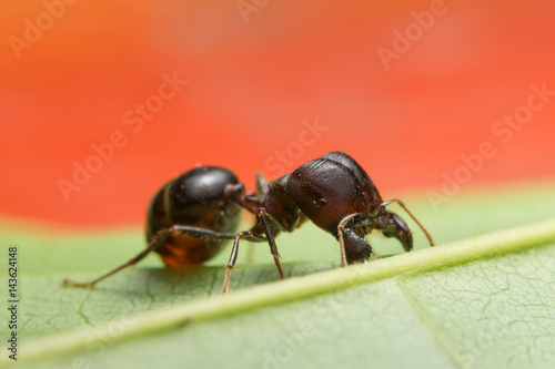 Close-up photo of ants Pheidole jeton driversus on a branch photo