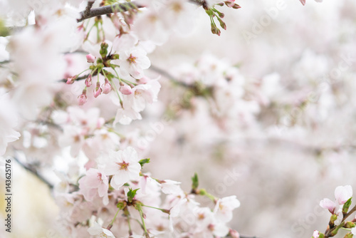 桜 © IchiRo
