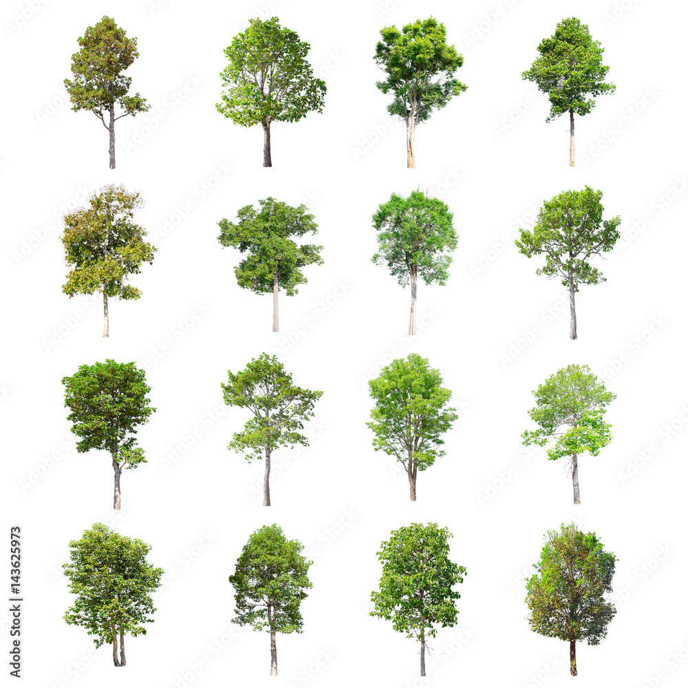 Fototapeta premium Isolated trees on white background , The collection of trees.