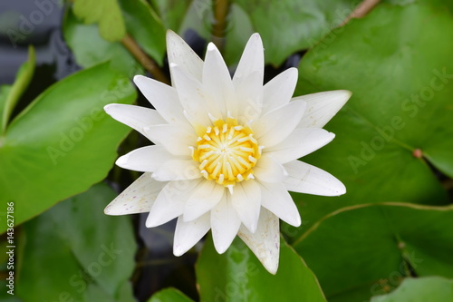 Beautiful water lily or white lotus in a pond.