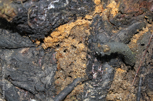 Texture of old birch trunk 20081