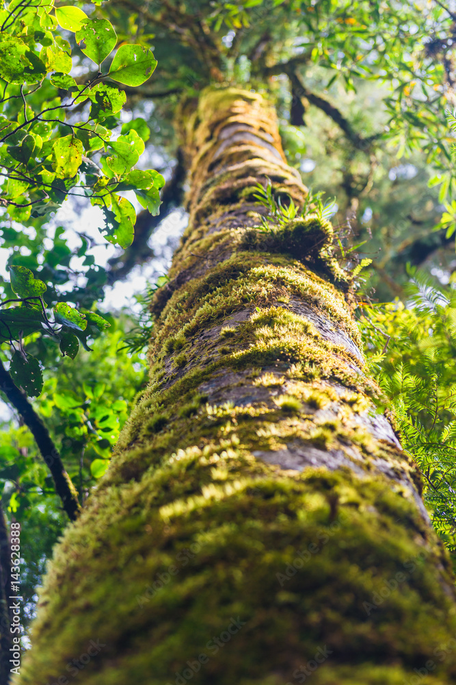 Fototapeta premium The trees in the humid tropical forest covered with moss