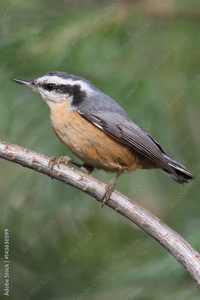 Red-breasted Nuthatch On A Perch Red-breasted Nuthatch On A Perch