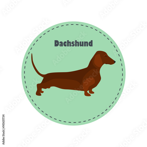 Dachshund dog color flat icon for web and mobile design