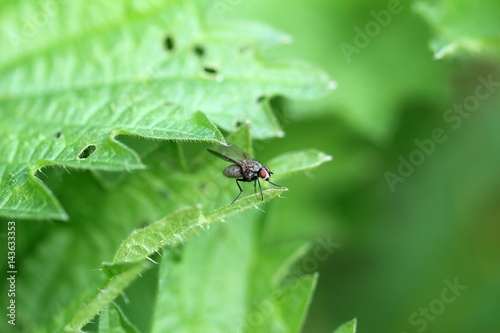Fliege sitzt auf grünem Blatt