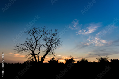 Silhouettes Tree on farm in Bago city