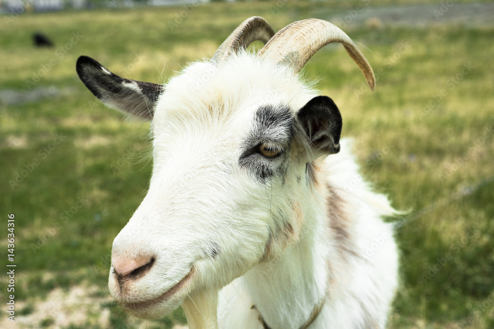 Obraz premium Heppy white goat