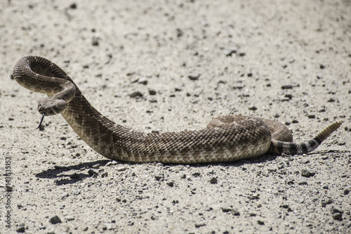 Red Diamondback Rattlesnake (Crotalus ruber)