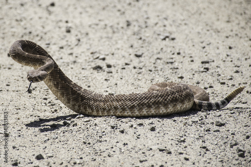 Red Diamondback Rattlesnake (Crotalus ruber) photo