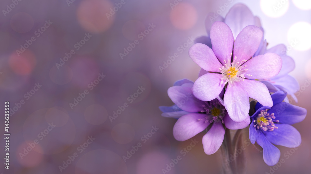 A group of blooming liverworts on red defocused background. A group of blooming liverworts on red defocused background.