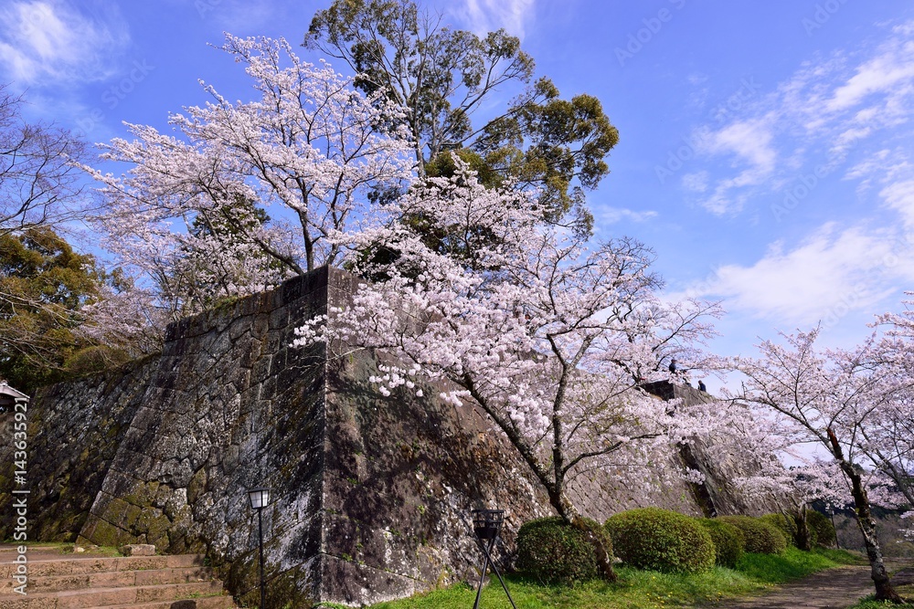 岡城の桜