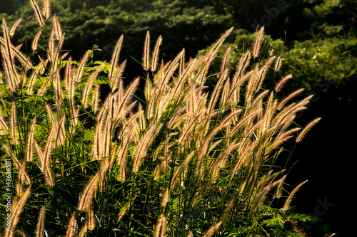 Grass Flower