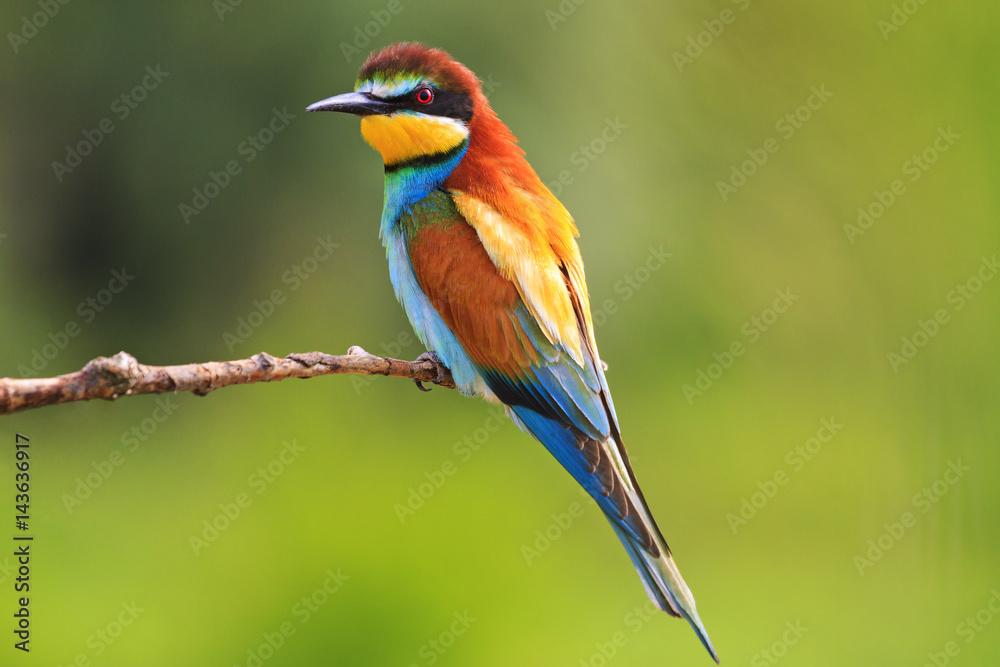 bird with feathers in all colors of the rainbow