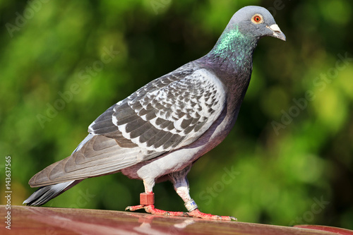 mail sport pigeon with rings on the legs
