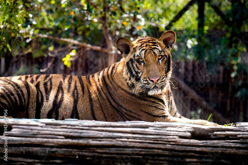 Fototapeta Naklejka Na Ścianę i Meble -  Bengal Tiger