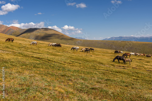 Fototapeta Naklejka Na Ścianę i Meble -  mountain horses pasture highlands