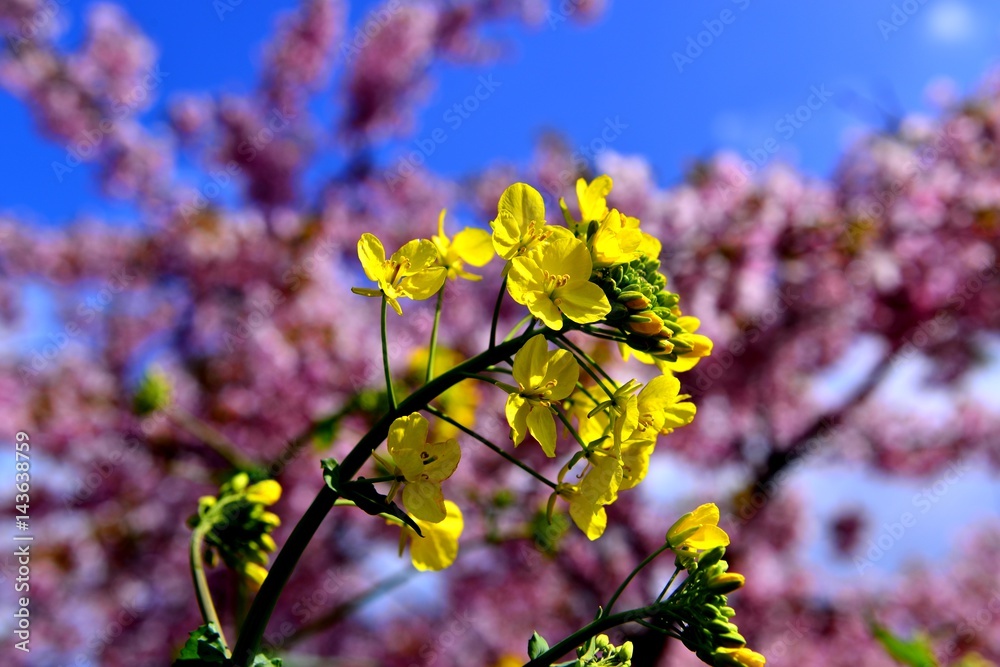 Obraz premium 豊前の河津桜