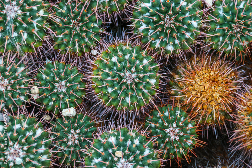 Mammillaria compressa im Detail Mammillaria compressa im Detail