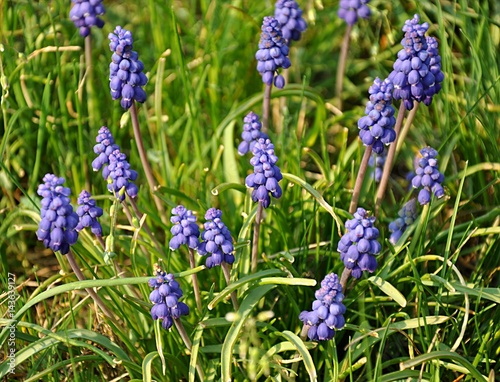 blue flowers in garden