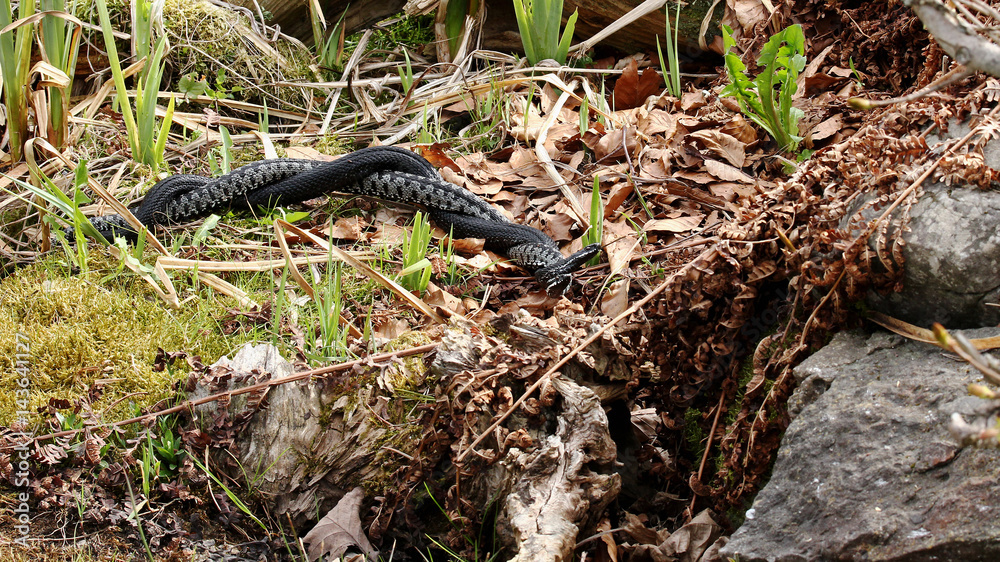 Kreuzottern ( Vipera berus ) beim  Kommentkampf 1