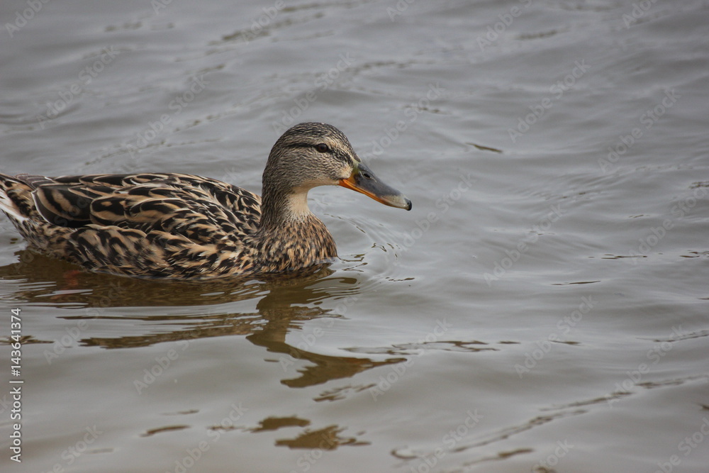 river wild duck floats on water