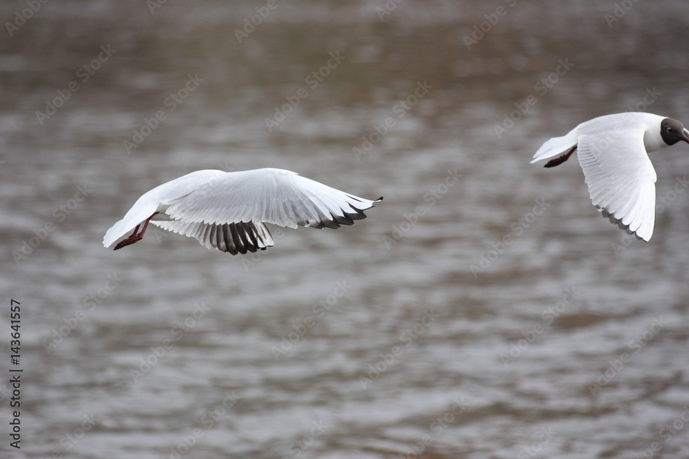 Fototapeta premium river Seagull in flight and on the water