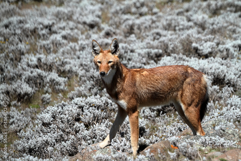 Fototapeta premium Der Äthiopische Wolf in den Bale Mountains von Äthiopien in Afrika 