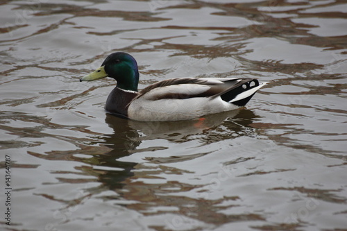 river wild duck