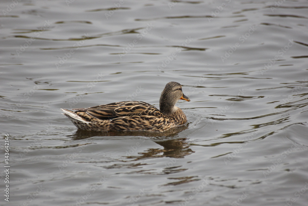river wild duck