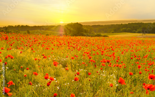 Red poppies