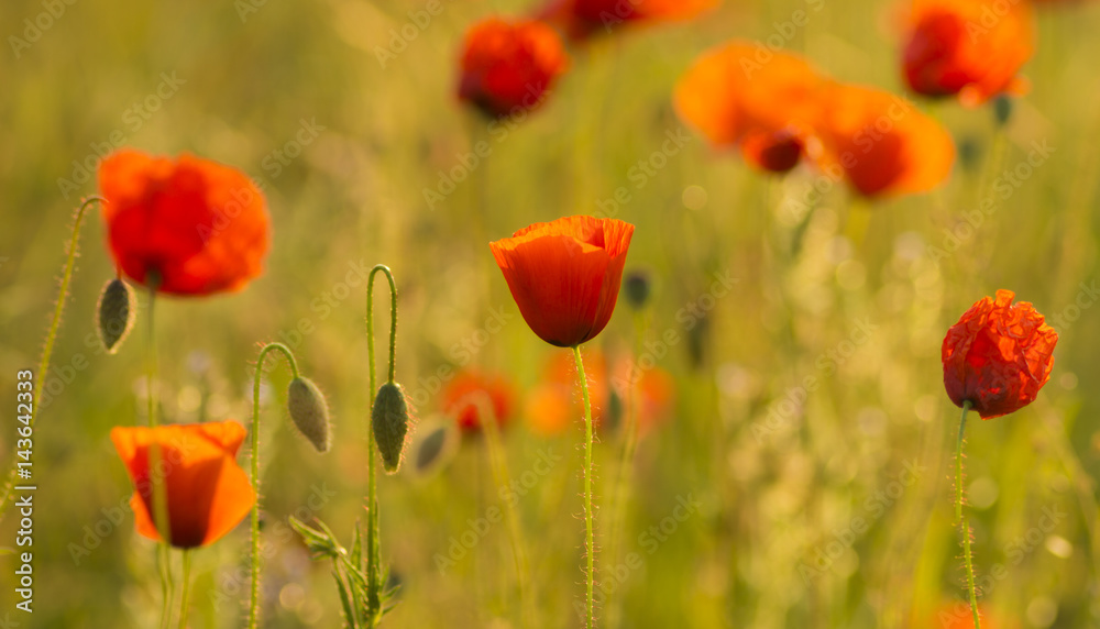 Naklejka premium Red poppies