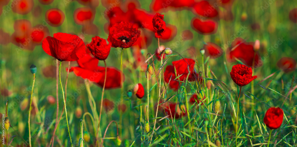 Fototapeta premium Red poppies